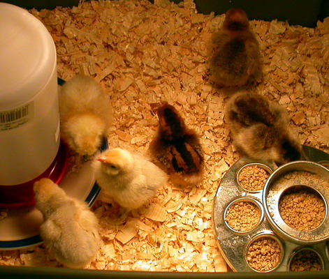 Our new baby chicks