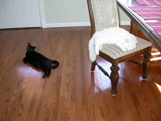 Cats and Hardwood by Josh Poulson