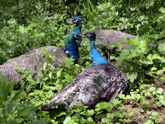 Three Peacocks in the Grand Rapids Zoo by Josh Poulson