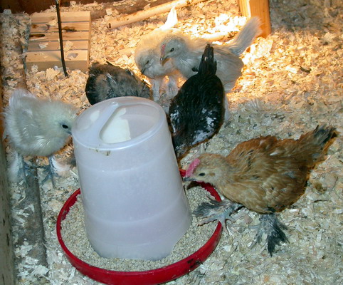 Baby Chicks, by Josh Poulson, 4/8/2005