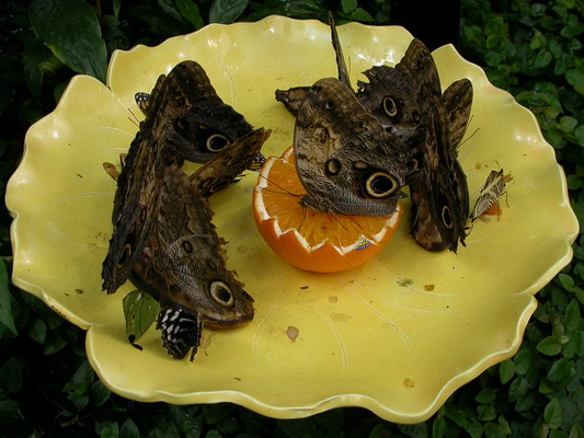 Butterfly Feeding Time by Josh Poulson