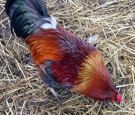 Rooster, by Josh Poulson, 4/8/2005