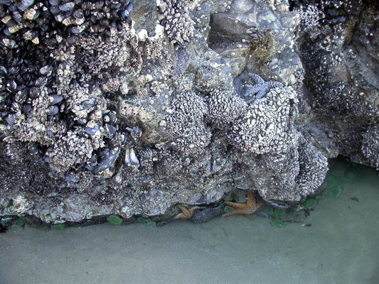 Starfish at Low Tide by Josh Poulson