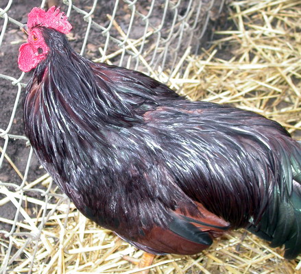 Young Rooster, by Josh Poulson, 4/8/2005